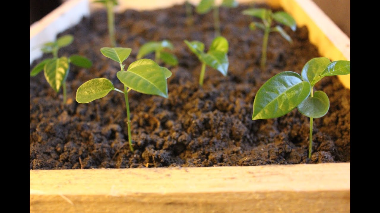 3 Designs - Pallet Wood Seed Trays & Propagator. Brico plateaux de semences. Bandejas de semillas