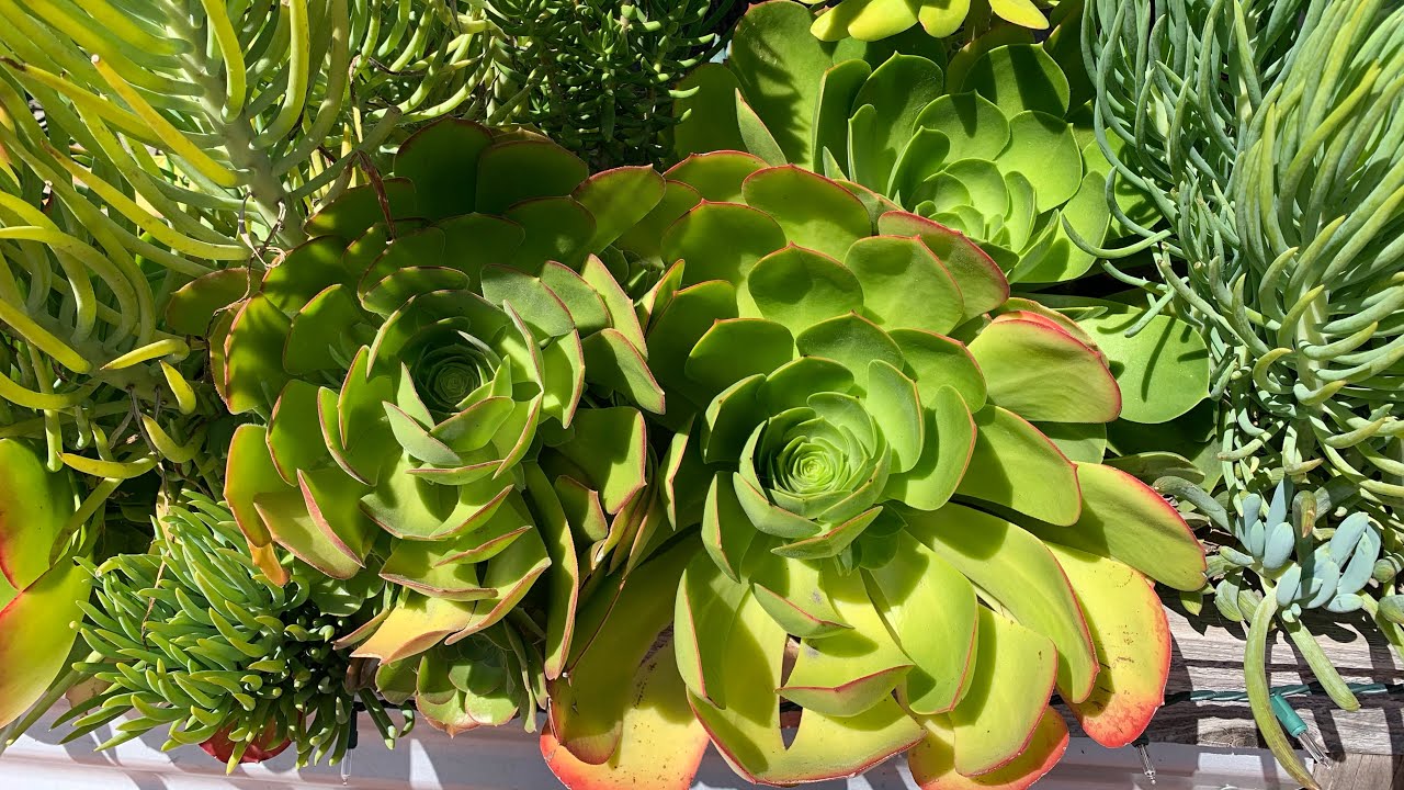Relaxing and Stress reliever! Come have a tour with me to my succulent garden!