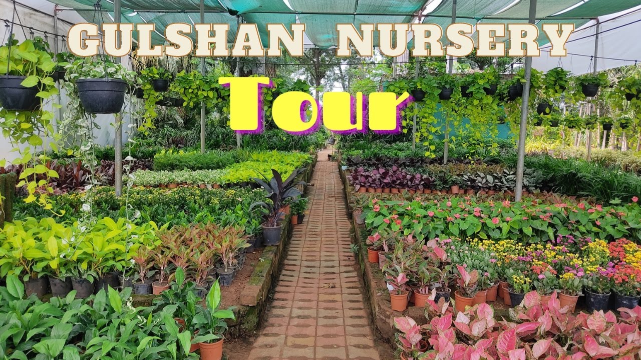 Nursery Tour | Biggest Plants Nursery in North India | Gulshan Nursery | indoor plants|Plants world