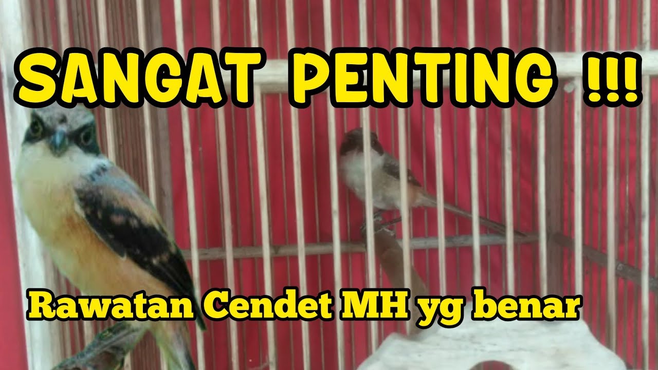 Ombyokan Cendet MH : Perawatan Cendet Trotol Muda Hutan yang Benar, Salah Sedikit Bisa Fatal