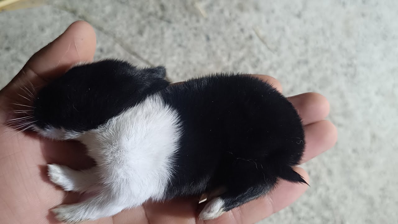 QUYONCHLIK MINUSLARI QUYON BOLALARI ÔLYAPTI...