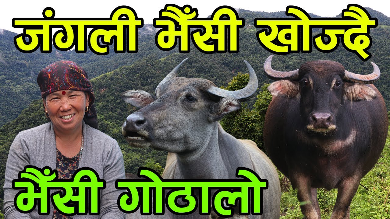 जंगली भैँसी गोठालो ! जंगली भैँसीको घीउ बेच्दा बिदेशको भन्दा राम्रो आम्दानी ||kiranpaudel