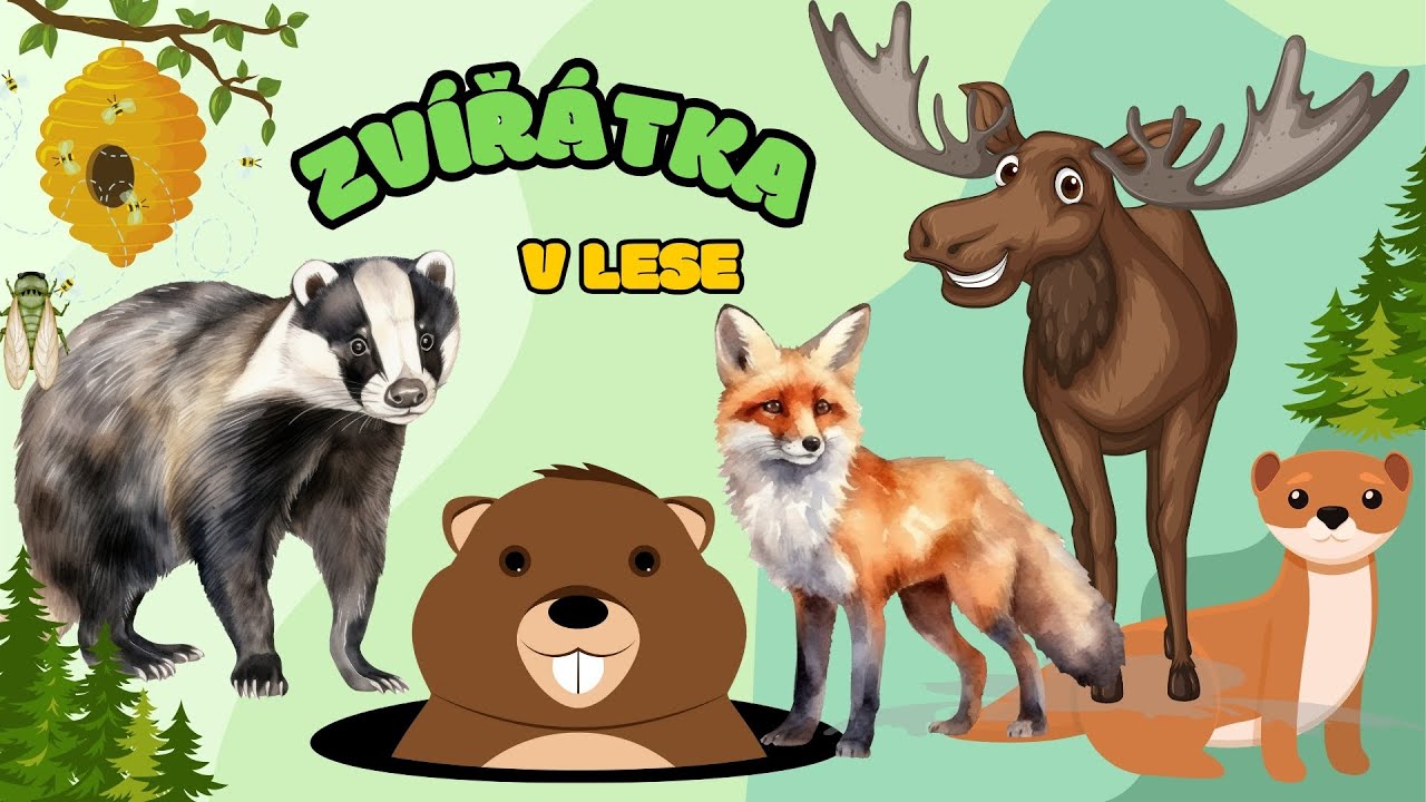 🐻 ZVÍŘATA Z LESA pro děti | Zvuky zvířat a skutečné záběry | Montessori inspirace | Jak dělají 🪰