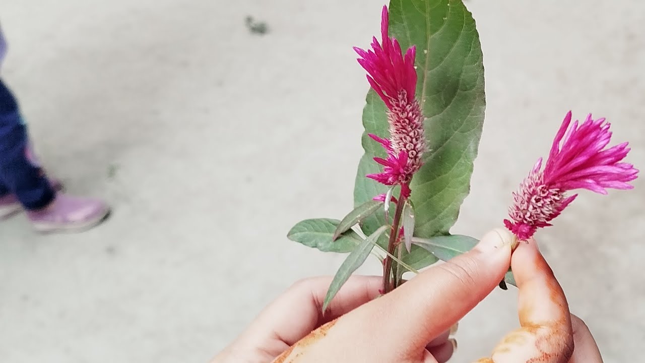 🔰𝑽𝑶𝑰𝑪𝑬 𝑲𝒊𝑵𝑮 3738🔰 is live বন্ধুরা চলে আসো লাইভ আড্ডা দিব।