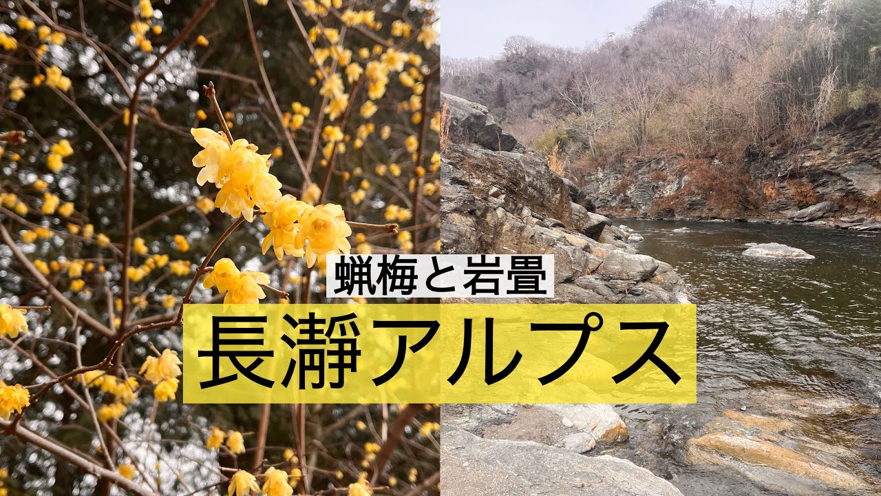 長瀞アルプス・宝登山(2月)蝋梅と岩畳