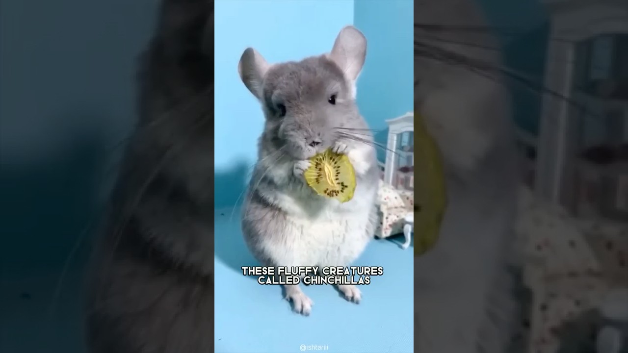Chinchilla 🐭 One Alternative Animal To Have As A Pet #shorts