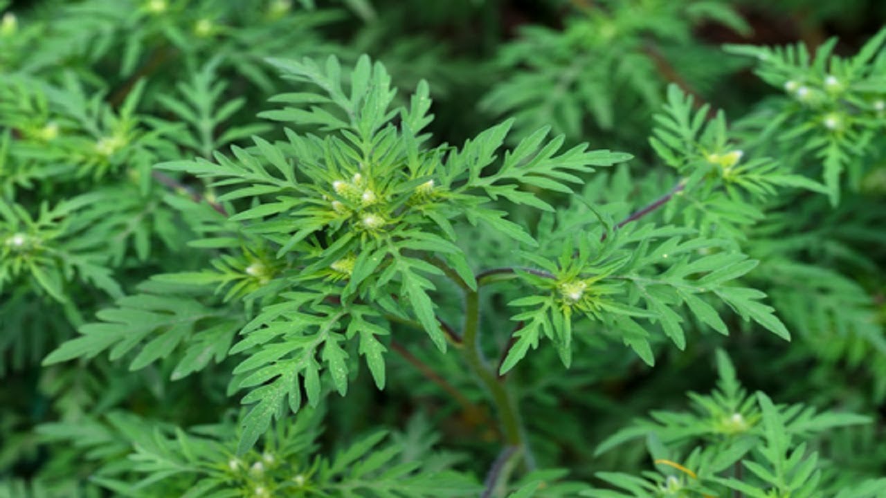 Ragweed | Ambrosia psilostachya | Did you know?....