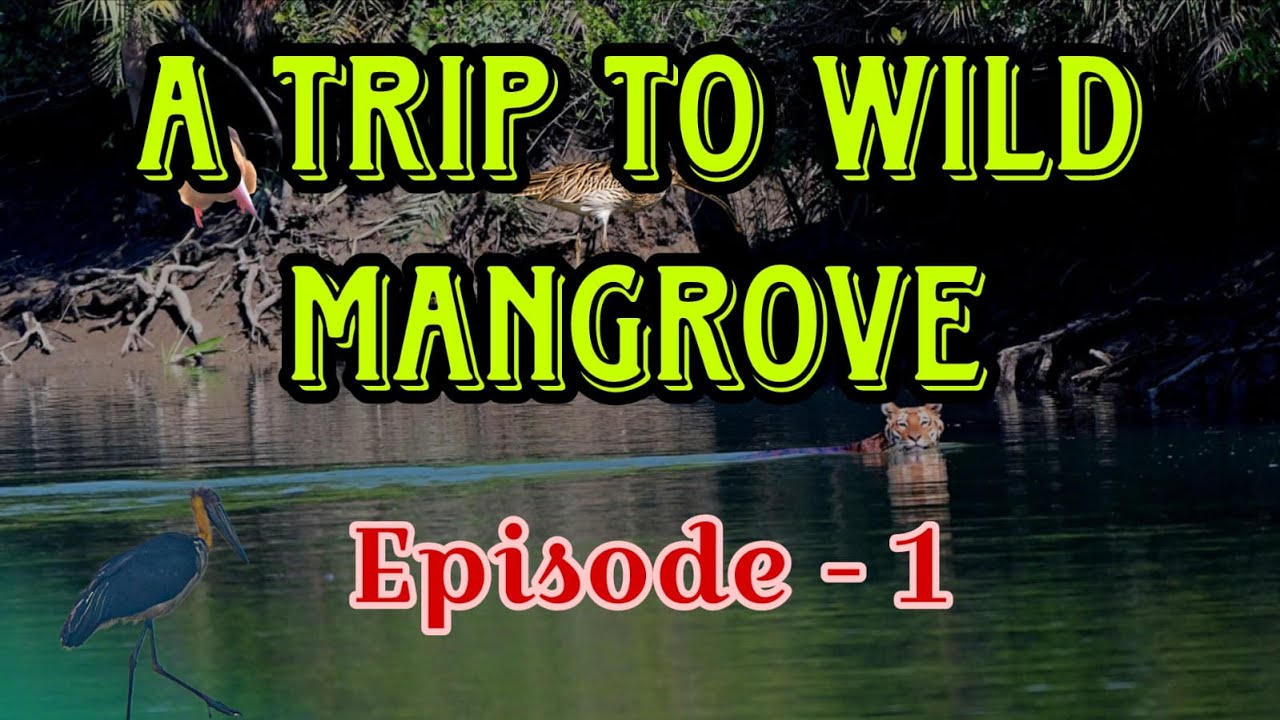 A Trip to Wild Mangrove, Episode-1