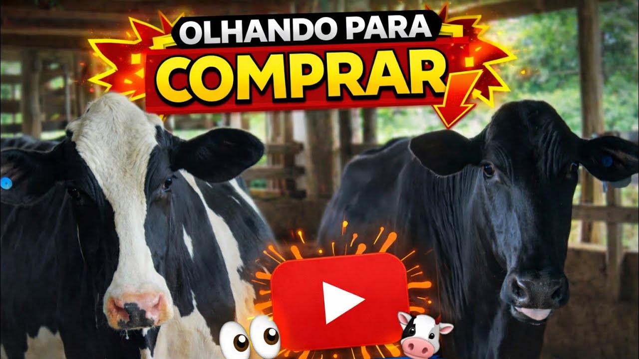 Desmamando a Pontalina, Chalana e Neguinha e olhando vacas para comprar 