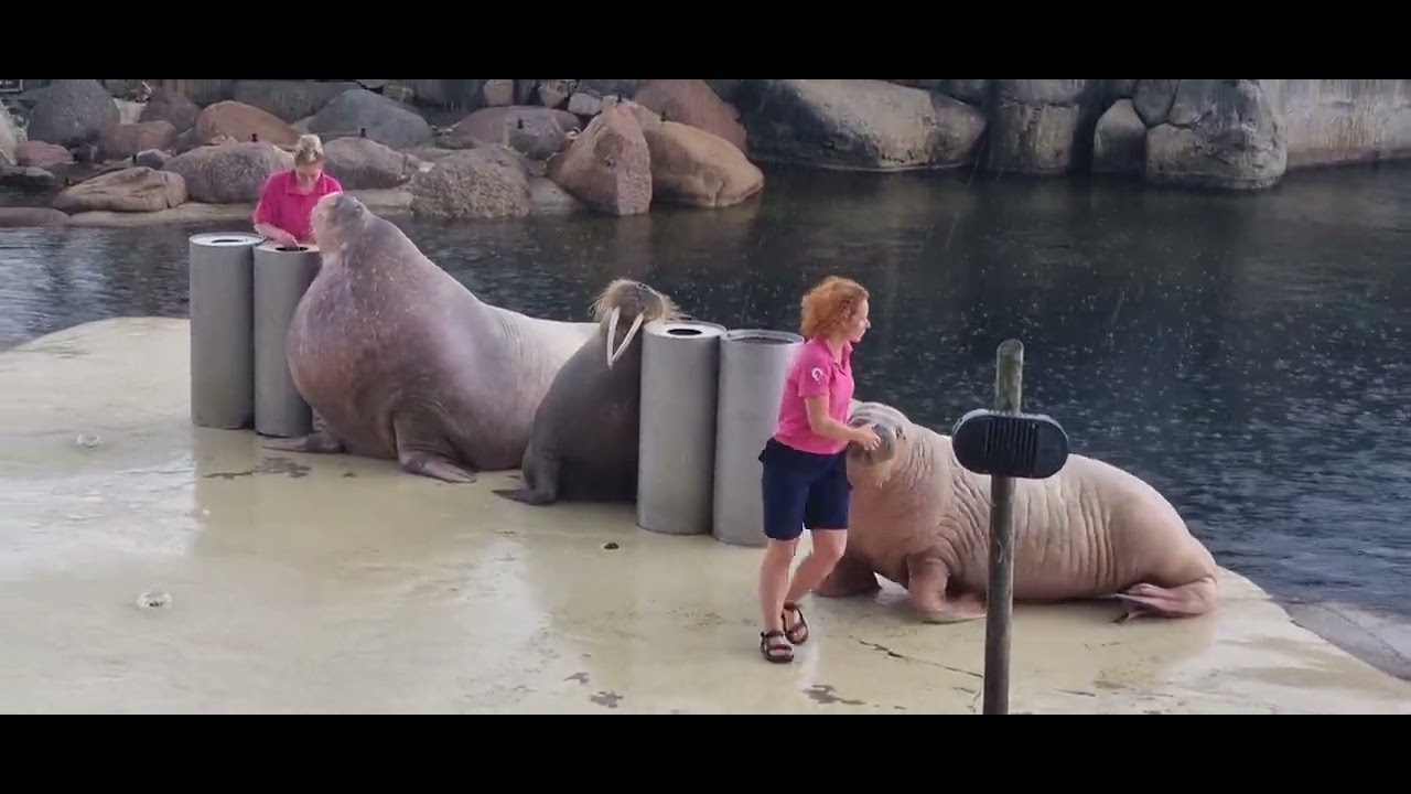 Walrussen Show || Dolfinarium Harderwijk 2022