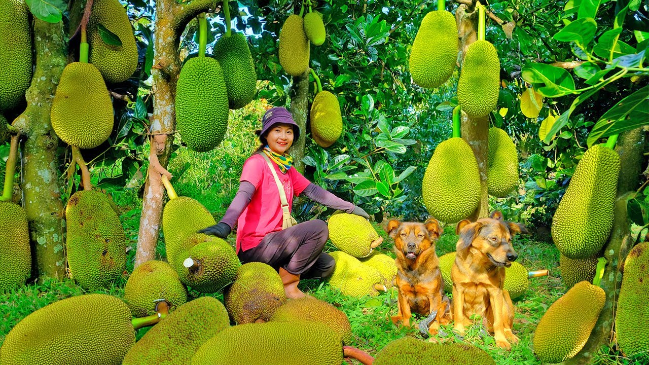 Harvest Old Jackfruit  Soak Until Ripe,  Divide Into Pieces Goes To Market Sell | Tieu Lien Harvest