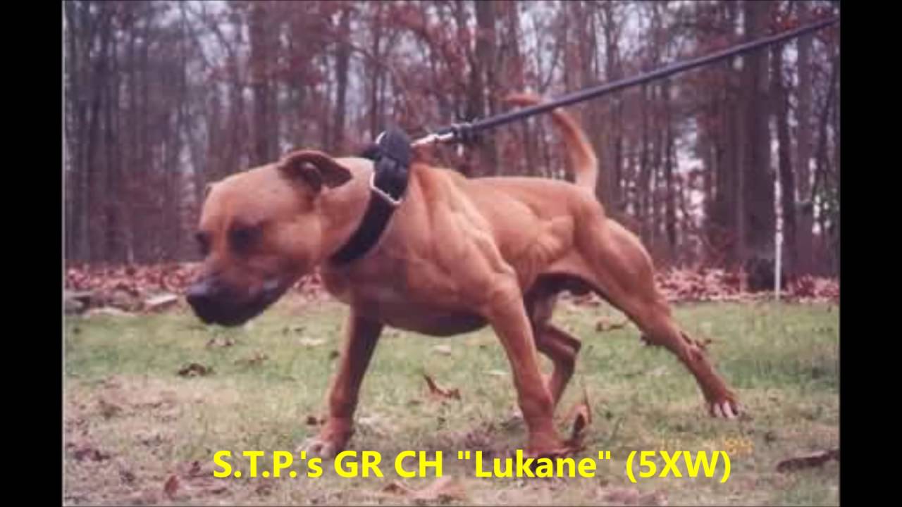Leyendas del APBT | Los Mejores American Pit Bull Terriers de la Historia | CH, GR CH & ROM