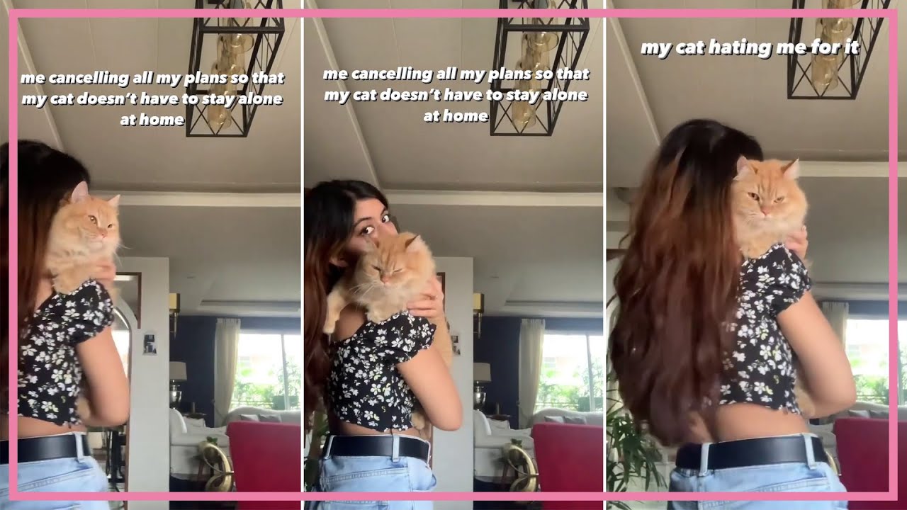 Reasons why my cat hates me