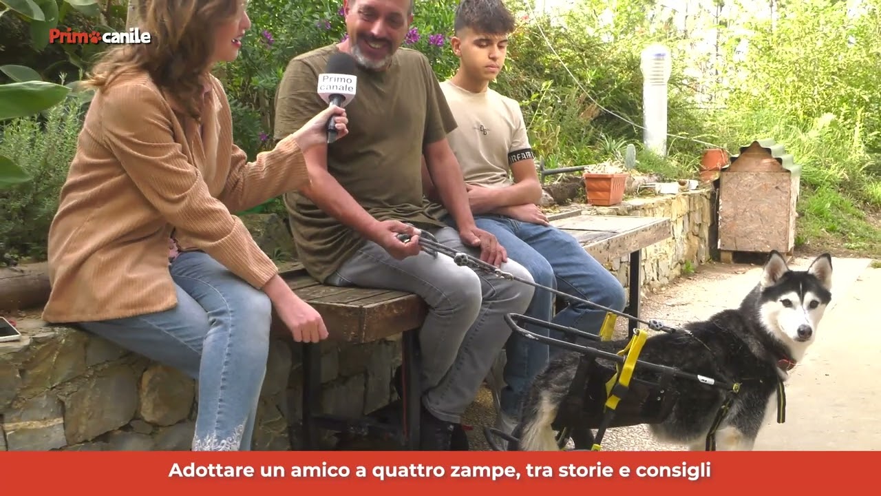 La storia di Hanna, husky 