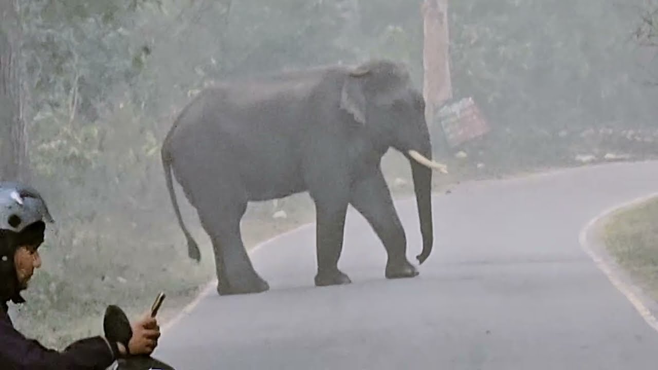 Tusker Blocked Road ! Rishikesh–Haridwar Road पर अचानक आया विशाल हाथी! 20 मिनट तक रुकी गाड़ी 