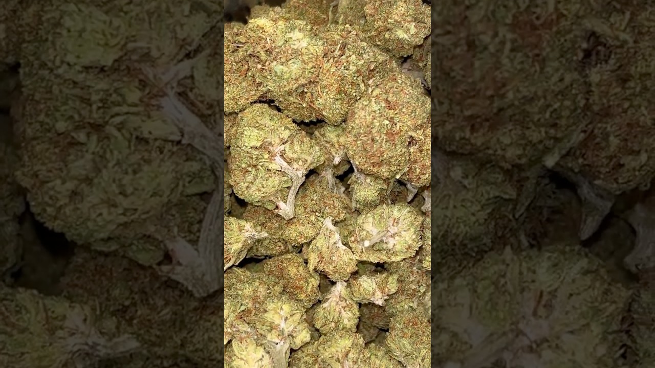 🥶 🍋 THCA Small Buds Frozen Lemons #420community #freetheplant #420