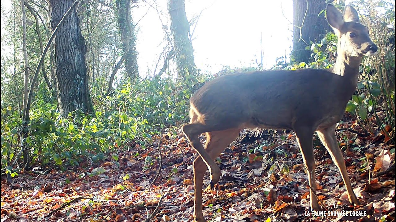 Renard - Chevreuil - Sanglier