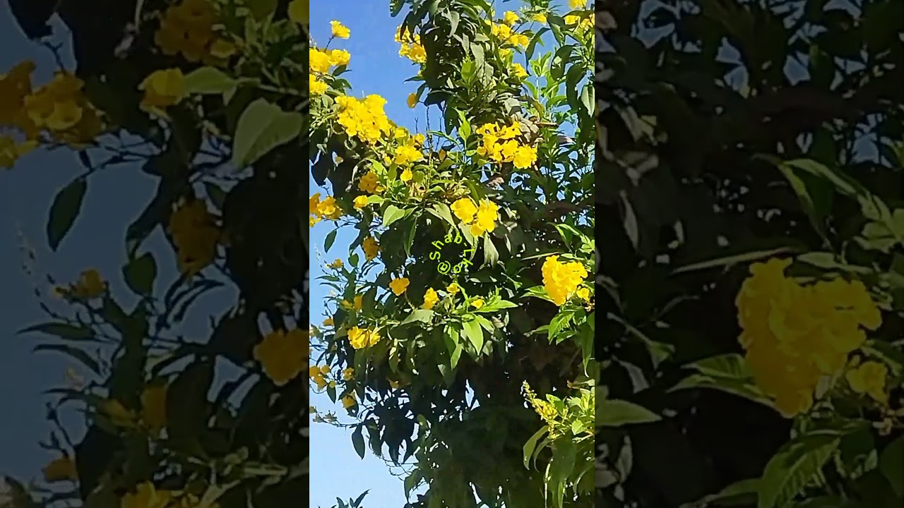 Kya khoobsurati hai | Flower Shorts | @ShabLko