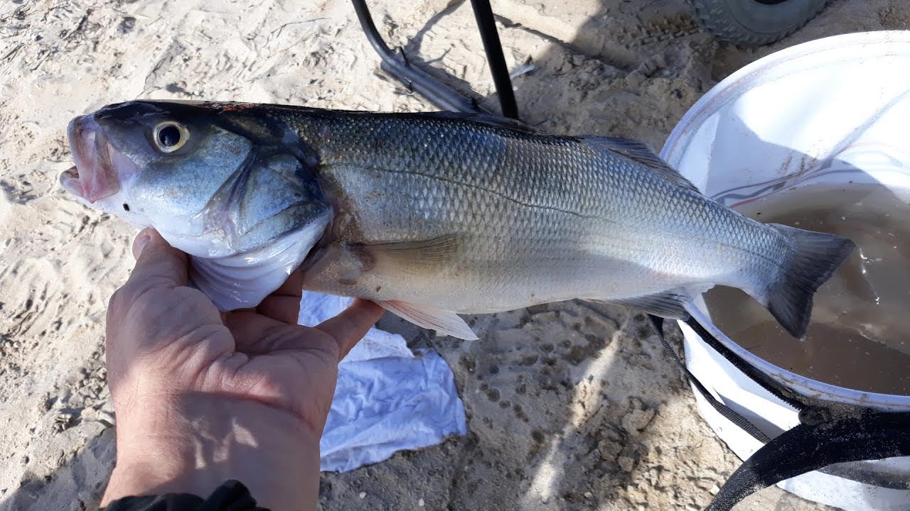 Surfcasting a Novembre...