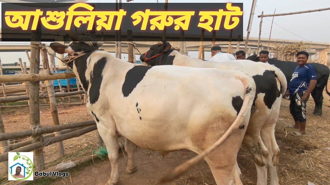 আশুলিয়া গরুর হাটে জমজমাট বেচা-কিনা😍😍।।আশুলিয়া গরুর হাট।। Ashulia Gorur Hat।।