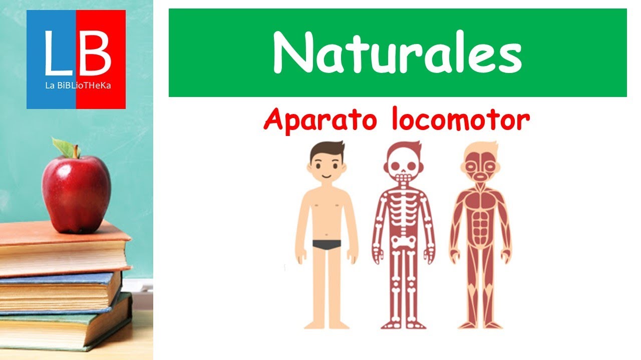 El aparato LOCOMOTOR para ni&ntilde;os ✔👩&zwj;🏫 PRIMARIA