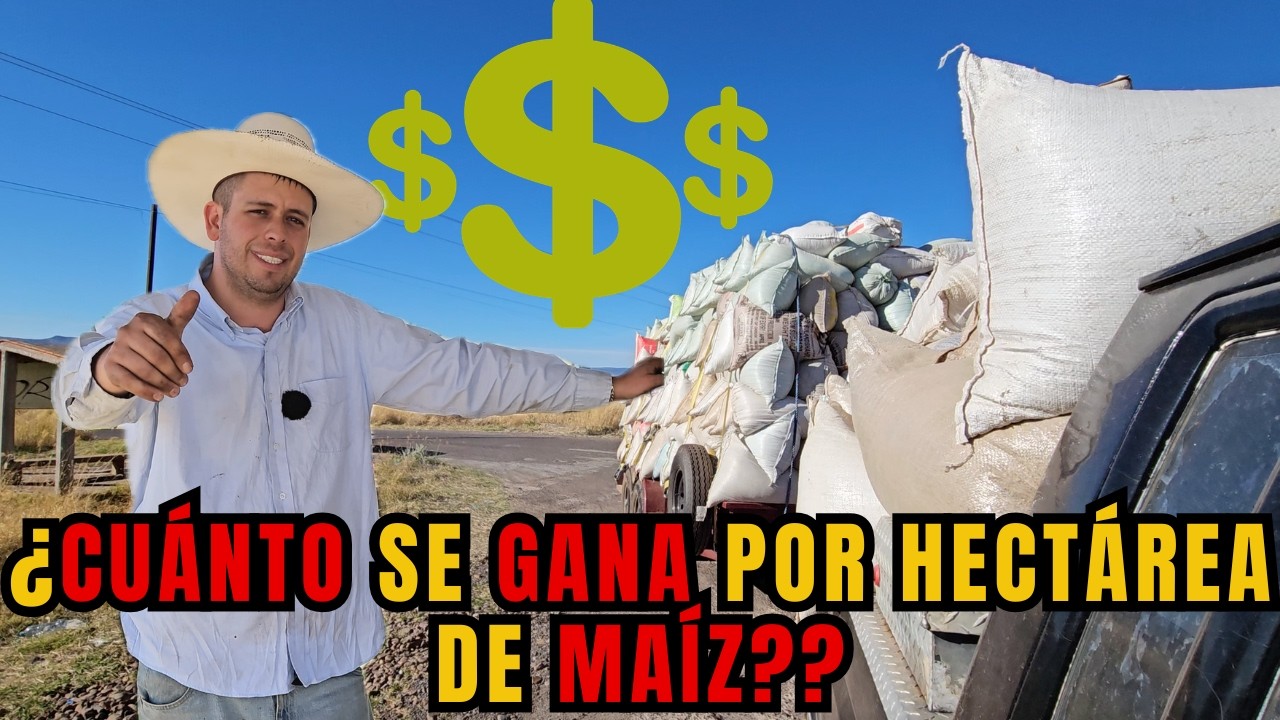 ¿CUANTO se GANA por HECTAREA de MAIZ? | ¿VALE la PENA SEMBRAR MAIZ este 2026? | RancheandoAndo