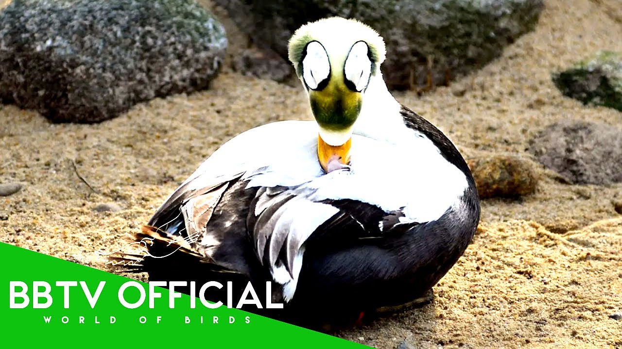 15 Most Beautiful Ducks On The Planet | Wildlife Documentary | BBTV Official