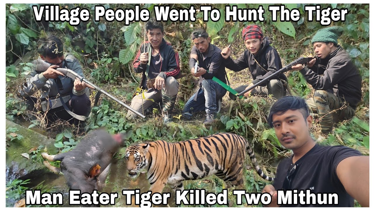 Man Eater Tiger Killed Two Mithun || Village People Went To Hunt The Tiger #youtube 