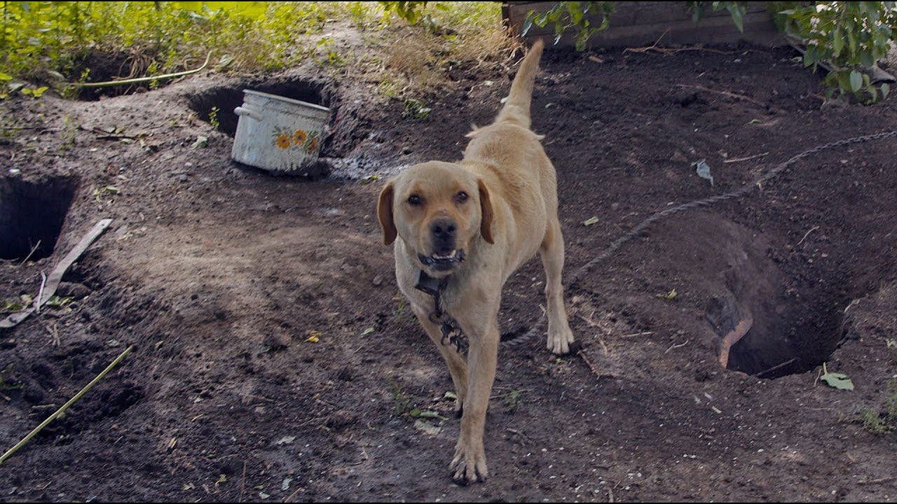 Labrador was Chained and Beaten all His Life...