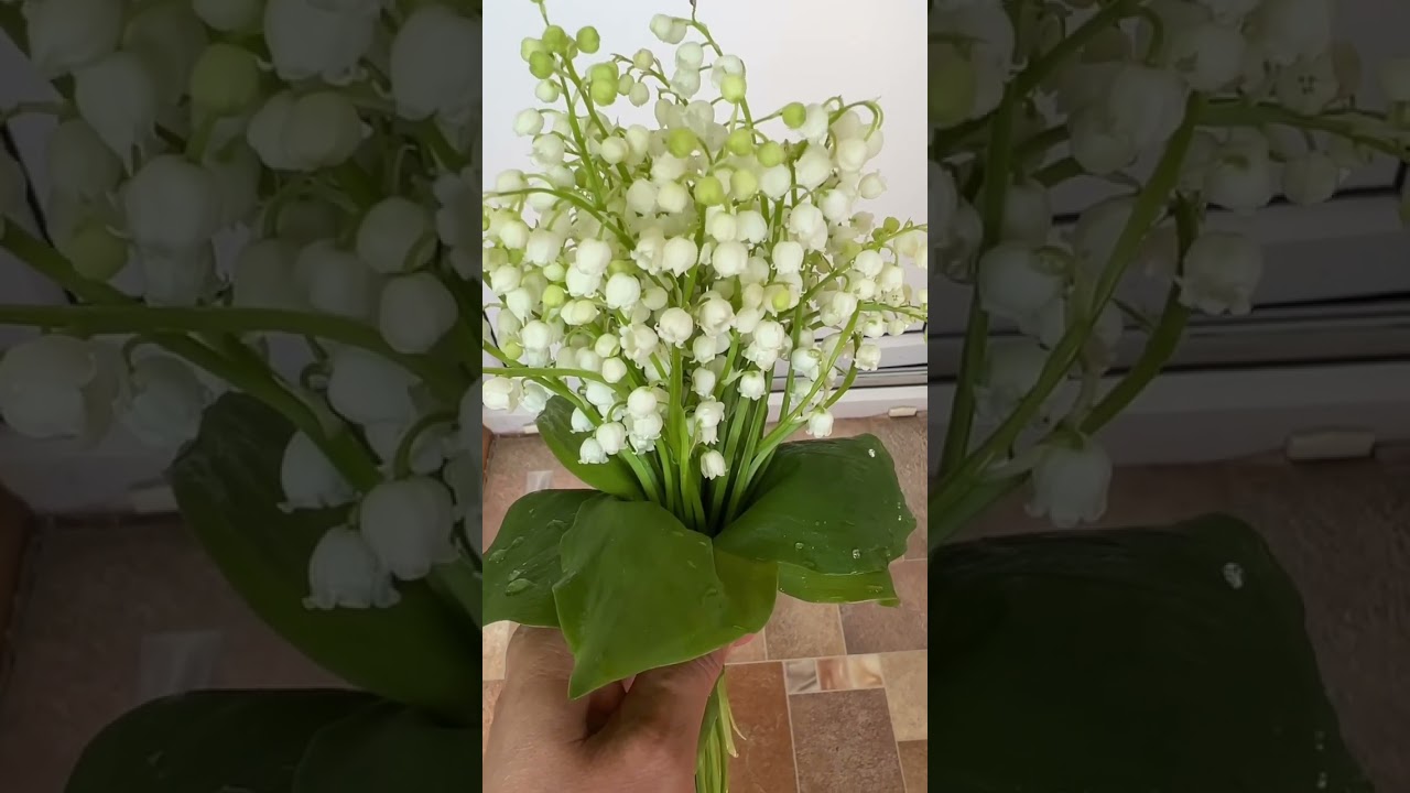 Sự kh&aacute;c biệt về m&ugrave;i hương v&agrave; gi&aacute; cả. Của hoa Linh Lan.