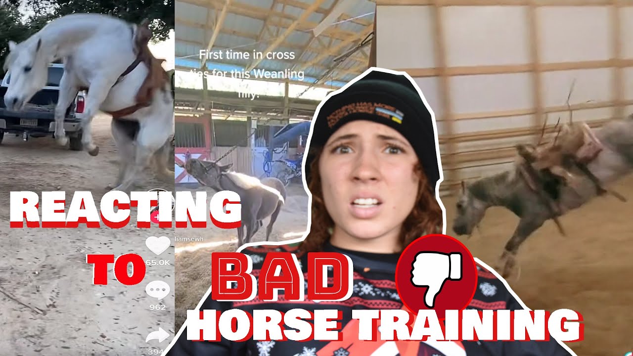 Reacting to Bad & Abusive Horse Training