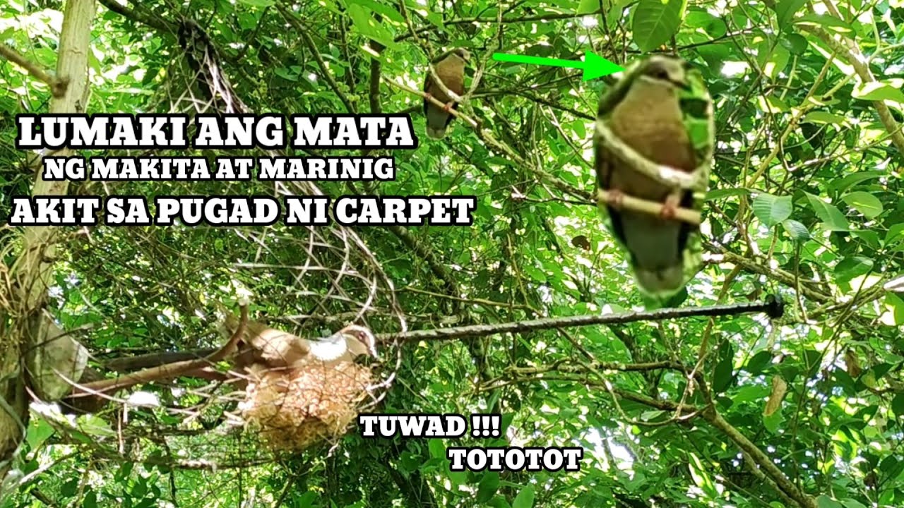 LUMAKI ANG MATA NG ALPAS NG MARINIG NYA YUNG AKIT SA PUGAD NI CARPET ..!!!