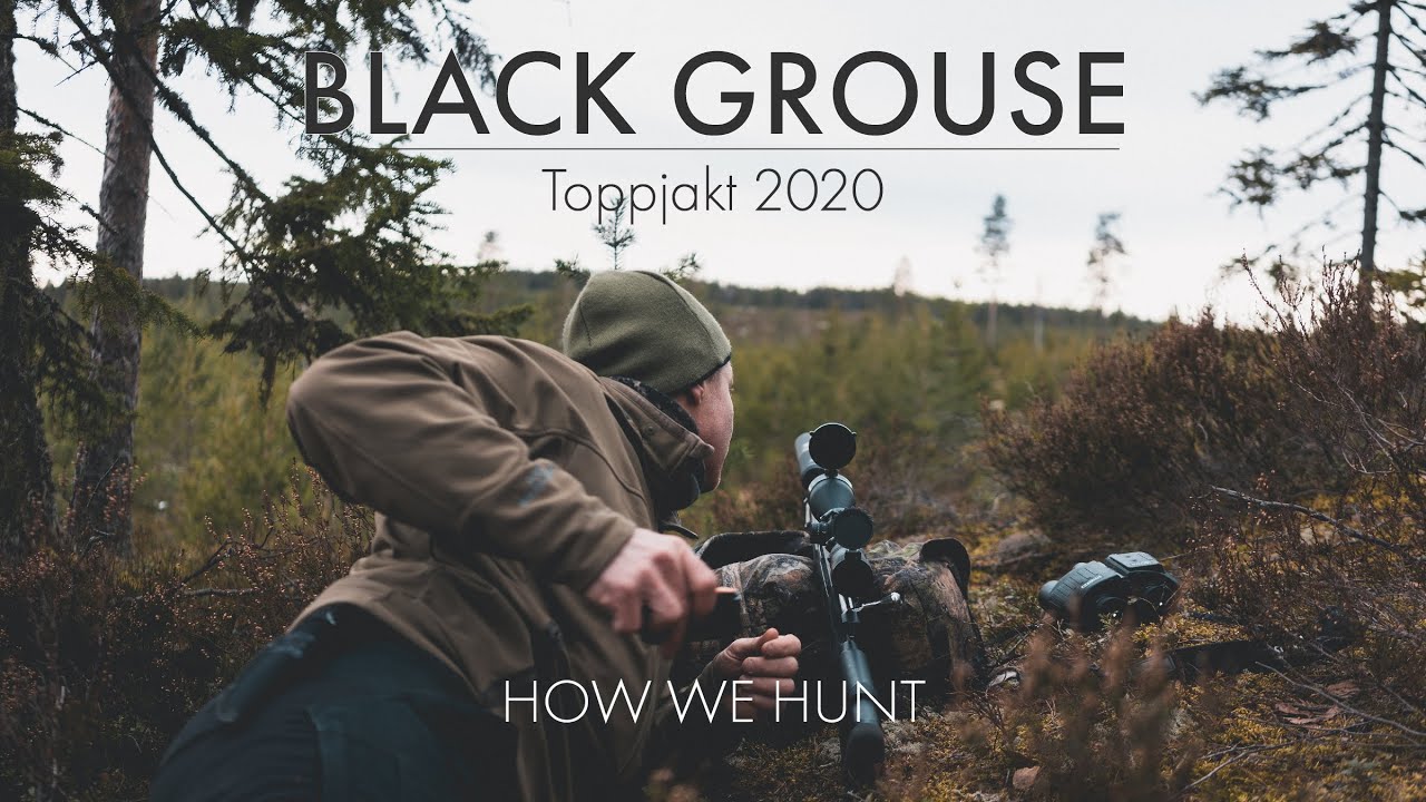 BLACK GROUSE HUNTING IN SWEDEN (TOPPJAKT) - HOW WE HUNT