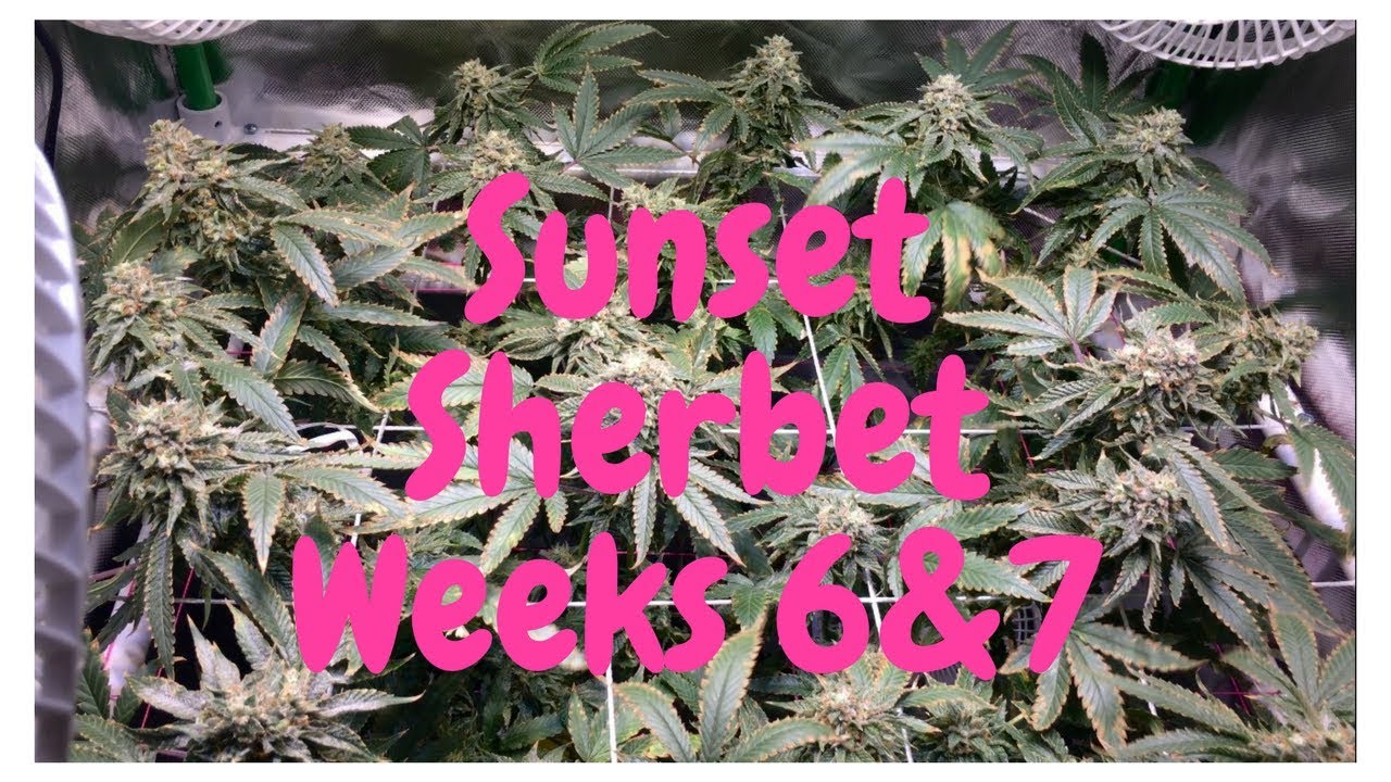 sunset sherbet weeks 6&7
