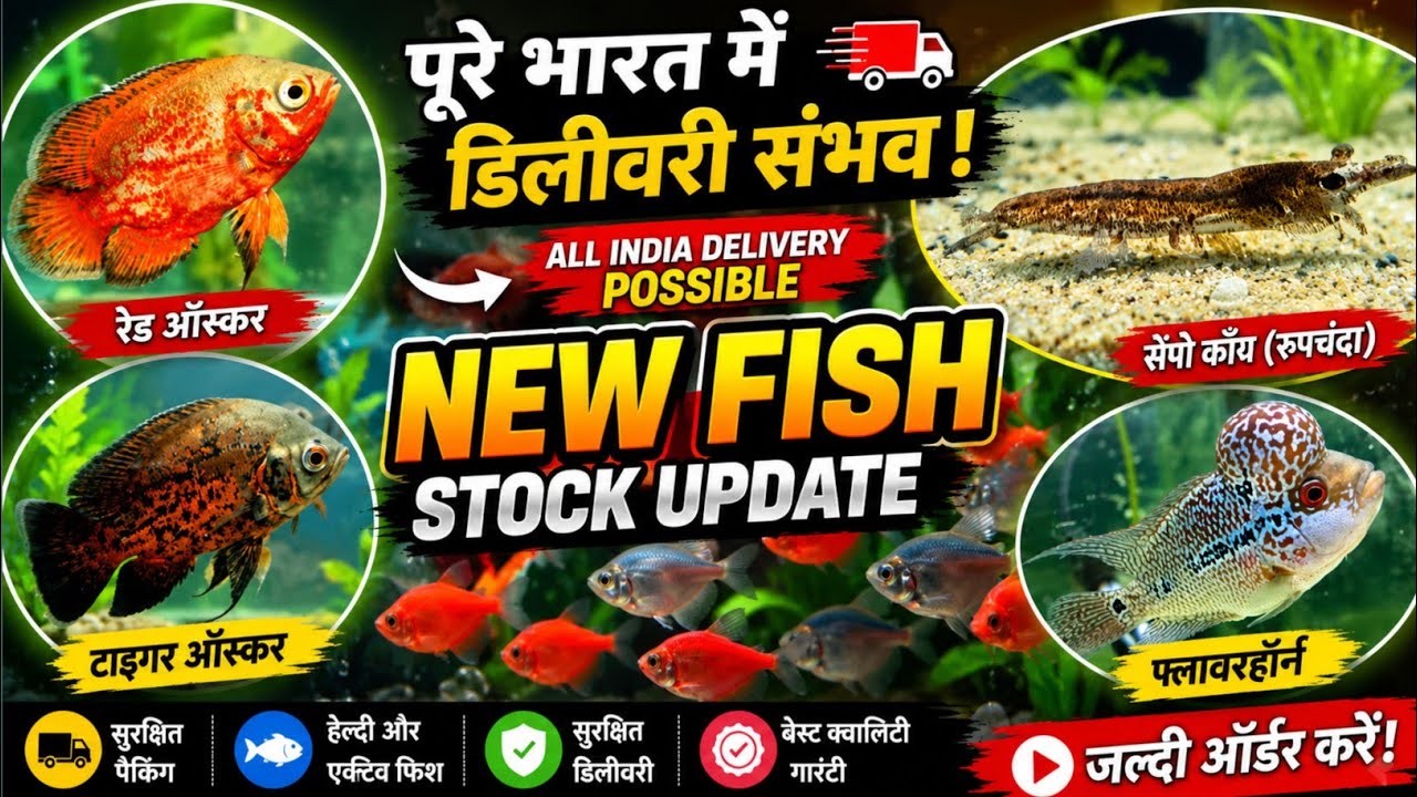💥💥New fish stock update || low price fish || all India delivery available || utsha Aqua 