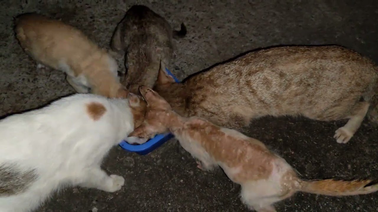 20241114 Six cats having dinner