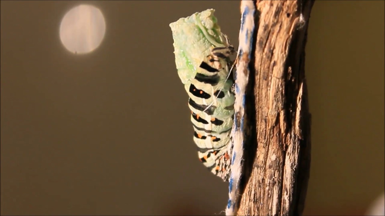 Crisalide farfalla