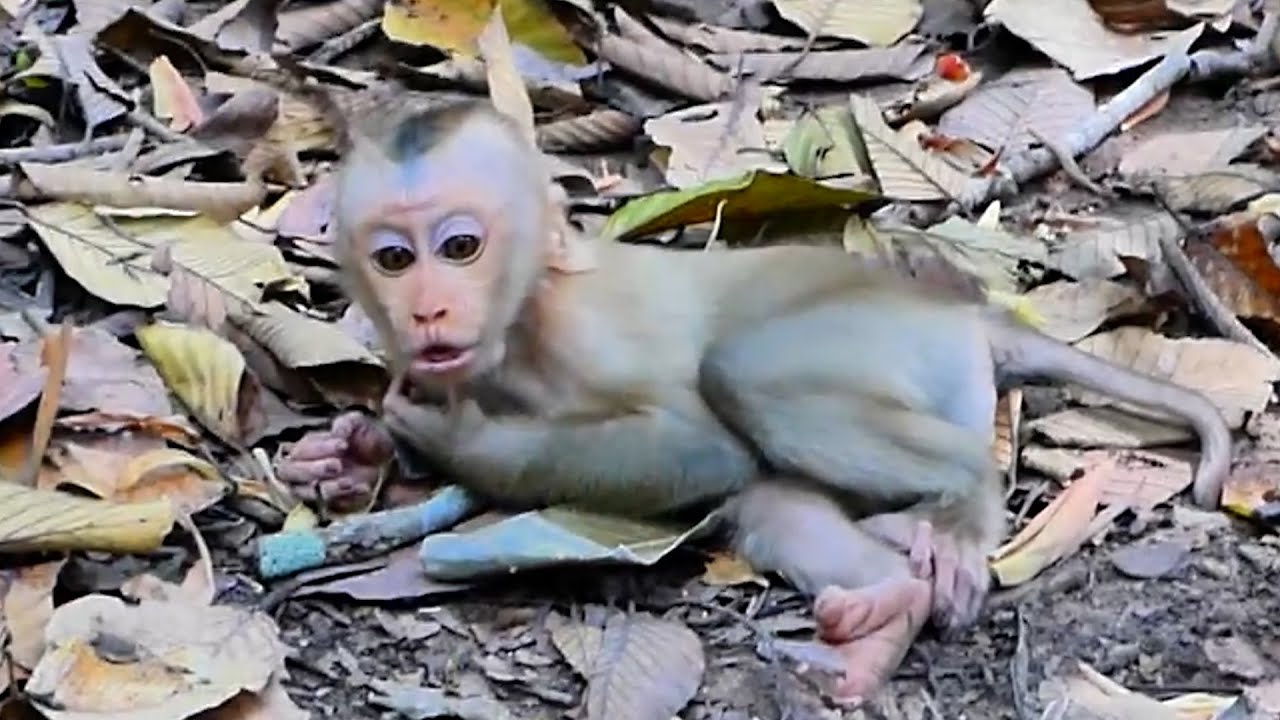 What Wrong With Luna Today with Baby Lynx while Mom Rose get Newborn !