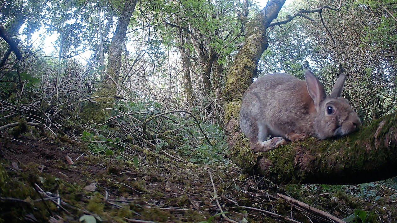 1 Hour of Trail Camera Footage - UK Wild Rabbits