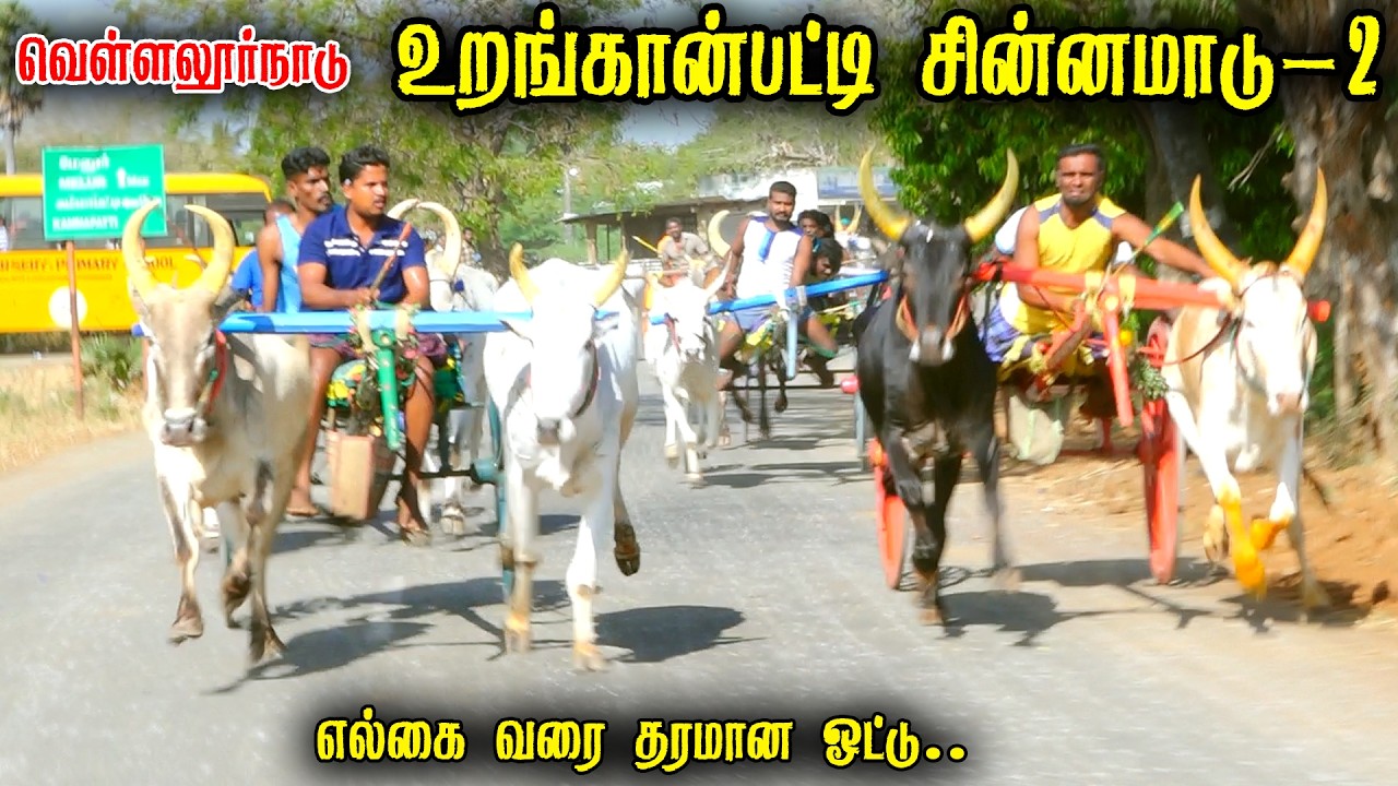 உறங்கான்பட்டி சின்னமாடு-2 பந்தயம் 14-03-2026 #panthyam_