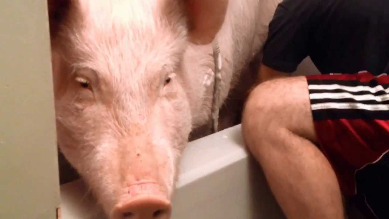 Bathtime with Esther the Wonder Pig