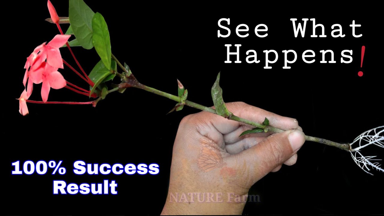 Lxora plants easy grow from cuttings । এখন ডাল কাটিং করে চারা তৈরি খুব সহজ। Grow lxora tree