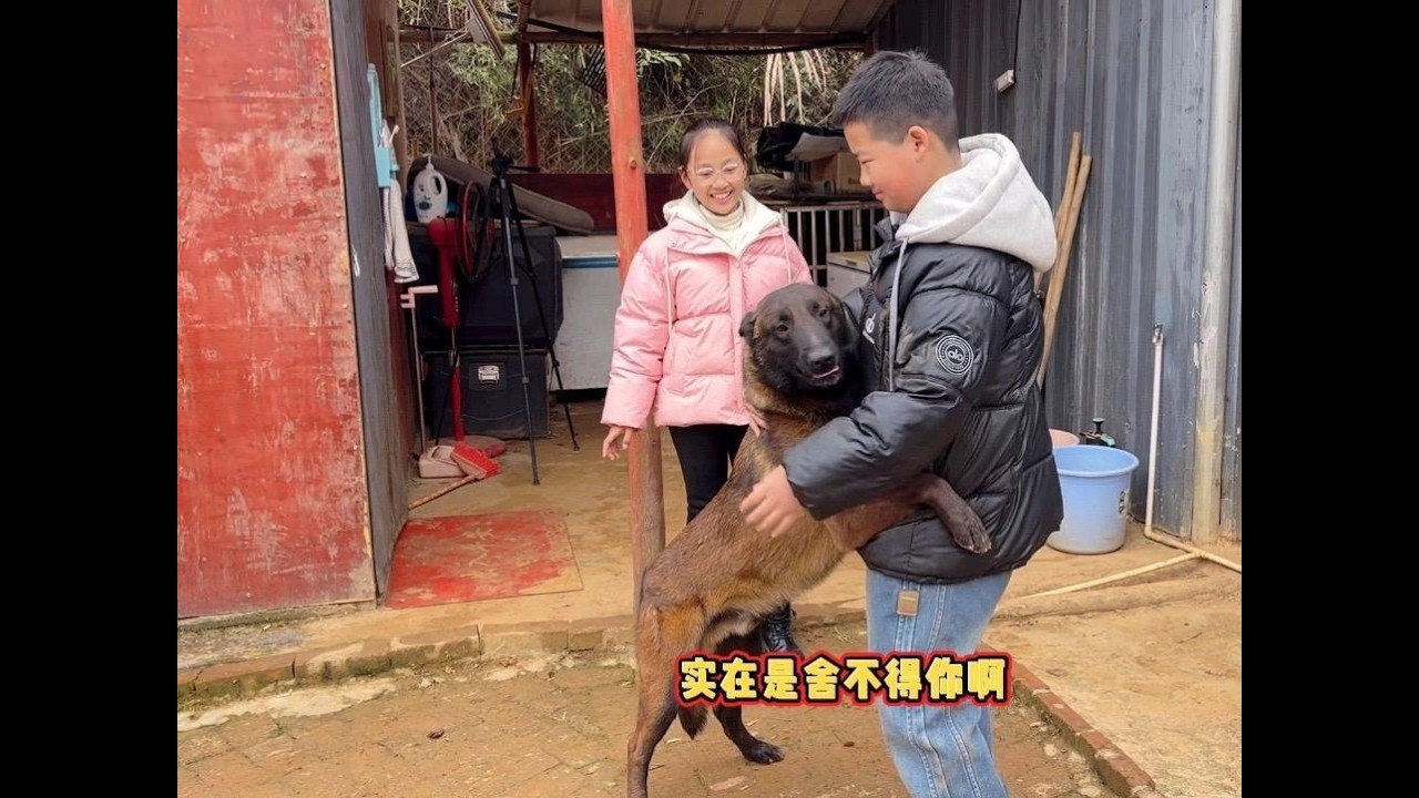 黑狼想它主人了，在小主人的身上寻找它主人的味道，抱着不肯松