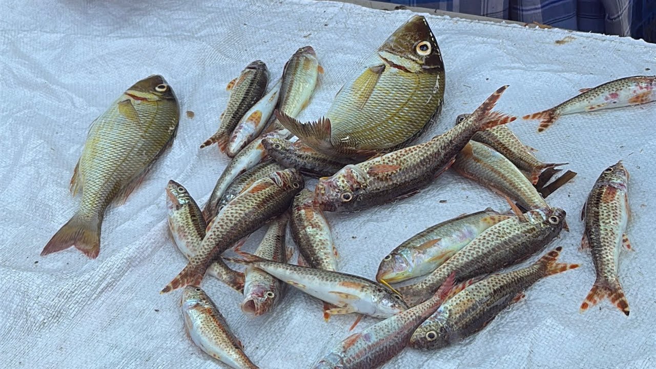 Sunday மீன்கள் என்ன  விலை போனது??|| sunday fish auction price?||Mar 08,2026 #seafood #fish