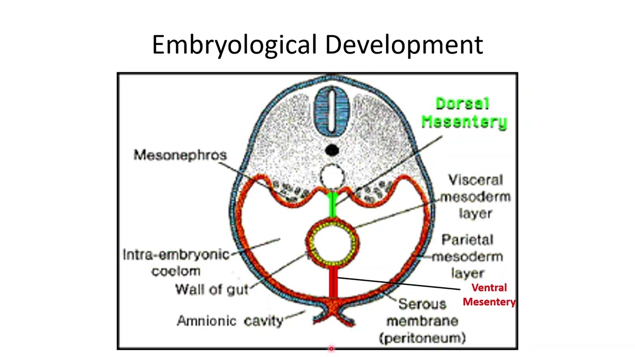 Segment 1   Development of the Digestive Tract