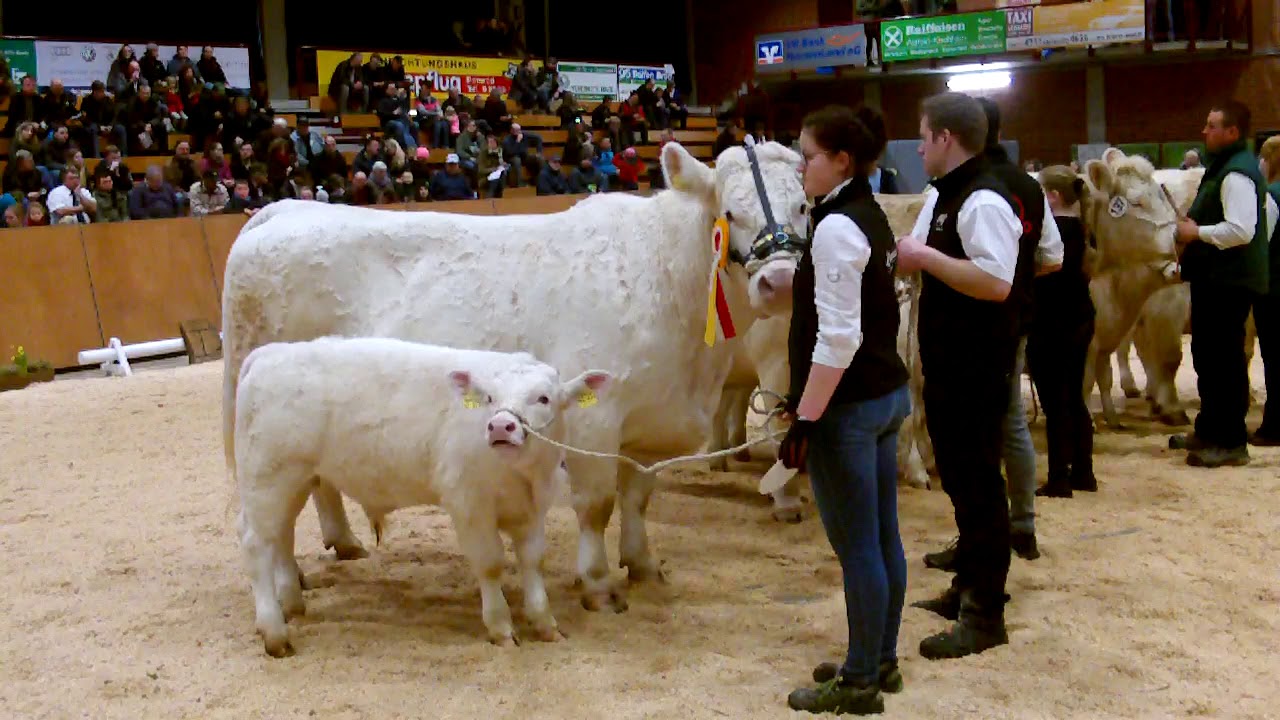 Charolais Kuehe mit Kalb 2019