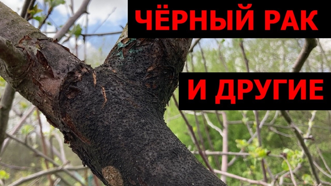 Болезни коры плодовых: симптомы, лечение, профилактика (превью)