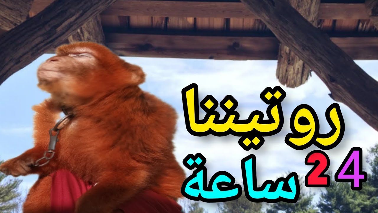 روتيننا لمدة 24 ساعة مع قردتي عويشة🐒🔥|كيف نقضي يومنا مع بعض