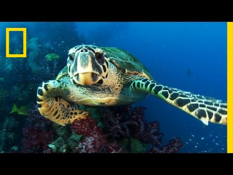 New Protected Ocean Area Is Bigger Than All U.S. National Parks Combined | National Geographic