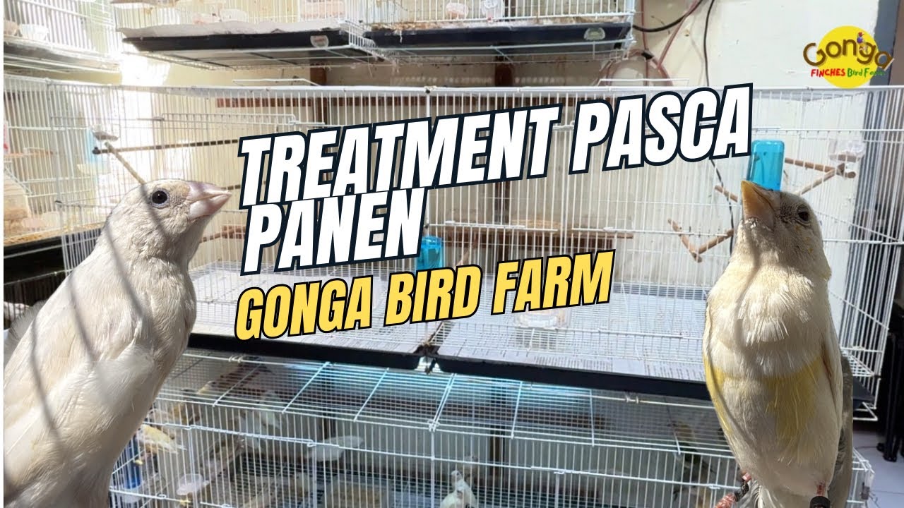 TREATMENT PASCA PANEN BURUNG FINCH